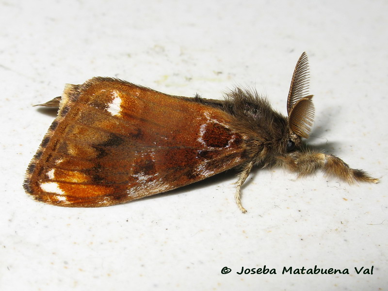 Orgyia (Clethrogyna) recens - Erebidae Lymantriinae